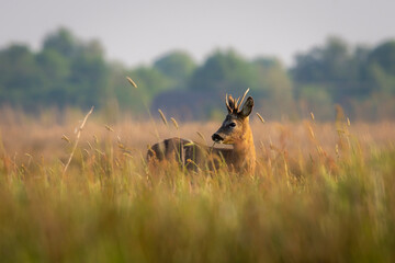 Roe buck in springtime among long grasses in a field along the Dutch Hunze river - Hunzedal,...