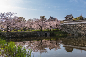 Fukuoka castle with cherry blossom in Fukuoka, Kyushu, Japan