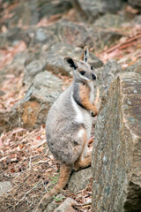 the yellow footed rock wallaby is climbing on a rocky mountain