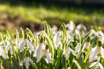 Macro of spring blooming snowdrops on a blurred background. Nature, freshness, love