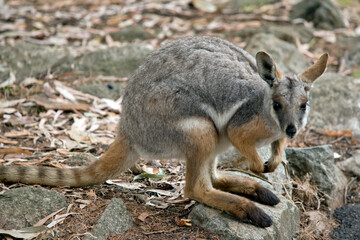 Naklejka na ściany i meble the yellow footed rock wallaby is standing on a rocky mountain