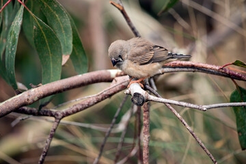 this is a side view of a young zebra finch sitting on a branch
