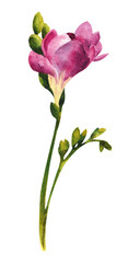 Watercolor wild flower. Pink freesia on a white background