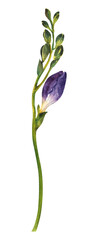 Watercolor wild flower. Purple freesia with buds on a white background