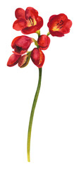 Watercolor wild flower. Red freesia on a white background