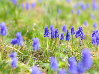 草原のムスカリ