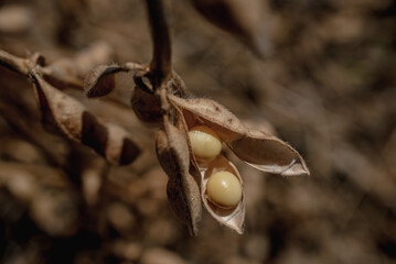 macro of a bud of a soy bean 