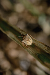 macro of a brown bedbug on soy field