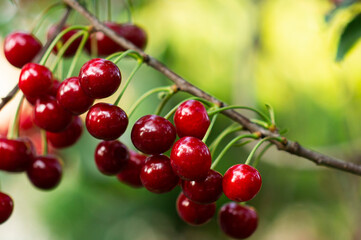 Sour cherries on orchard tree