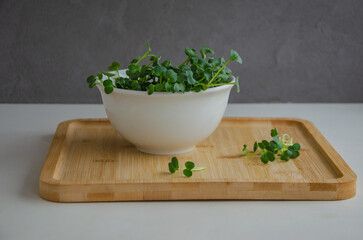 microgreens from daikon seeds cut for nutrition