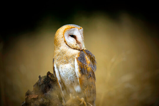 A barn owl and Tyto alba sits and looks for food.