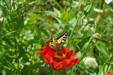 butterfly Papilio machaon on a red zinnia flower in a green garden on a summer day