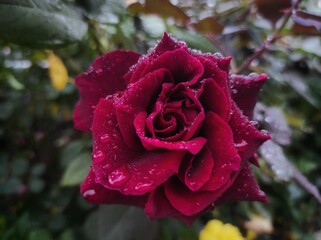 Rosa 'Mister Lincoln' or  'Mr. Lincoln', is a dark red Hybrid tea rose cultivar
