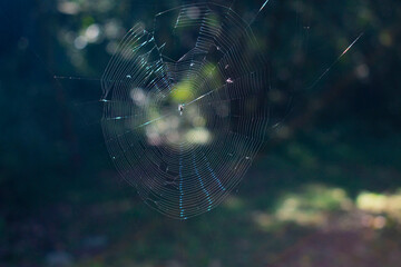 spider web in the morning