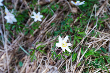 White spring flowers on a meadow