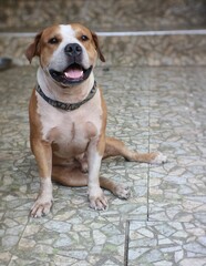Adorable big pit bull pitbull puppy smiling brightly and looking kind in front of the house suitable for pet commercials.