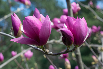 Beautiful pink magnolia flowers against the background of branches and the sky.