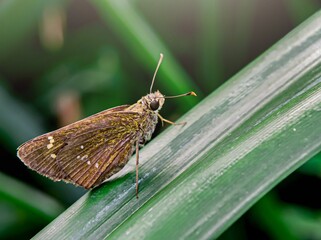 Borbo cinnara or swiftlet or Formosan swiftlet or rice leaf patch. This brown butterfly perched on a leaf