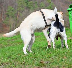 Naklejka na ściany i meble funny dogs talk peacefully