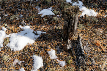the nature of Lake baikal