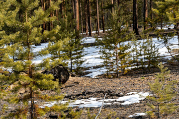 the nature of Lake baikal