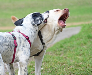 funny dogs talk peacefully