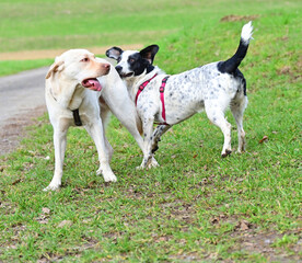 Two funny dogs talk peacefully