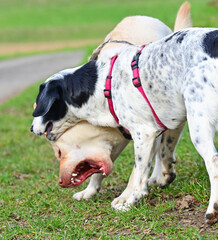  funny dogs talk peacefully