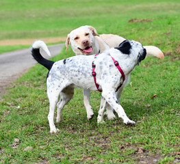  funny dogs talk peacefully