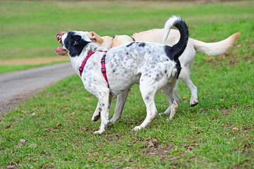  funny dogs talk peacefully