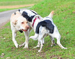  funny dogs talk peacefully