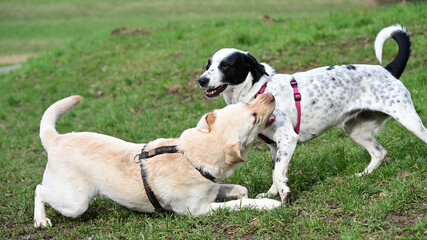  funny dogs talk peacefully