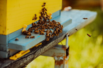 Close up photo of bees hovering around the hive carrying pollen