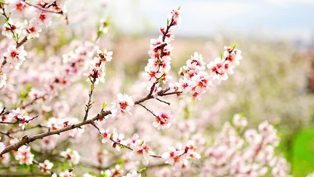 Blossoming apple tree branches on bright sunny day in spring park Petrin in Prague in early morning sunrise