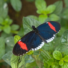 Fototapeta na wymiar Butterflies in Mariposario de Mindo, Ecuador, South America 