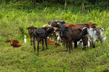Naklejka na ściany i meble Cattle in Mindo, Ecuador, South America 