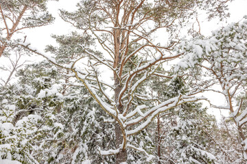 snow covered tree