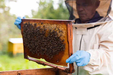 Senior apiarist holding hive frame