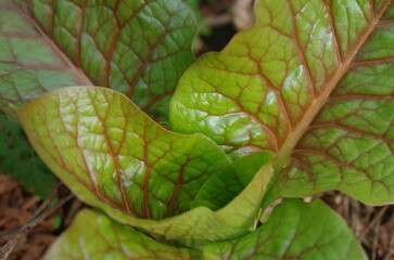 ウバユリの新芽（アップ）