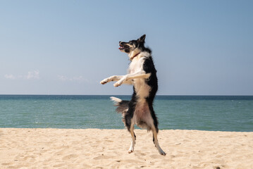 Hund tanzt aufrecht am Sandstrand