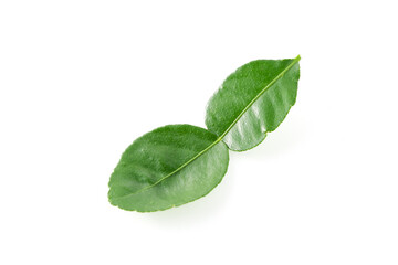 Obraz premium Bergamot kaffir lime leaves herb fresh ingredient isolated on white background.Green citrus thai lime ingredient for cooking