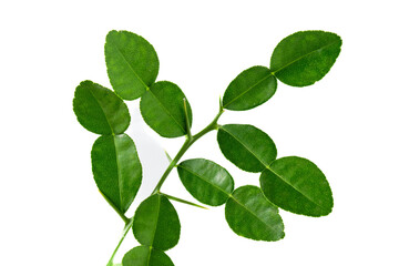 Fototapeta na wymiar Bergamot kaffir lime leaves herb fresh ingredient isolated on white background.Green citrus thai lime ingredient for cooking