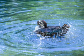 Fototapeta premium Duck cooling off in a pretty little pond in a Florida park