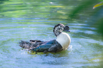 Duck cooling off in a pretty little pond in a Florida park