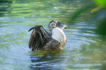 Duck cooling off in a pretty little pond in a Florida park
