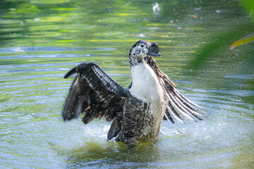Duck cooling off in a pretty little pond in a Florida park