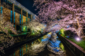 茨城県土浦市　土浦さくら祭りの桜のライトアップ