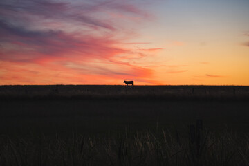 Fototapeta na wymiar Cow before sunset