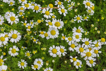 Fototapeta premium Daisy is the common name given to plant species from different genera such as Anthemis, Matricaria, Bellis, Leucanthemum and Tripleurospermum, which dye in the Daisy family.