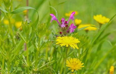 Fototapeta premium The flower with the scientific name Henbit deadnettle grows by itself in fields and pastures in Turkey.